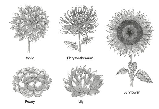 set of dahlia, chrysanthemum, peony, lily, and sunflower. vector vintage illustration