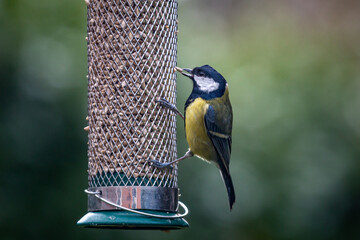 Naklejka premium A great tit with a sunflower seed in its mouth, with a shallow depth of field