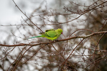 A wild parakeet in a tree on a wet March day, with a shallow depth of field