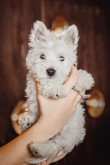 West Highland White Terrier puppy at home. Cute puppy. Kennel. Dog litter