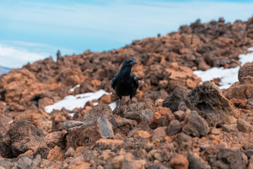 corvus corax negro parado en piedras y nieve
