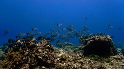 Fototapeta na wymiar Underwater photo of school of fish at a coral reef