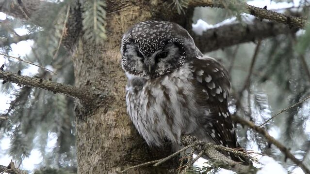 Boreal Owl Caughing Up Pellet