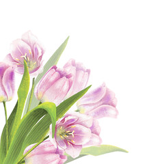 Isolated PNG clip art of tulip flowers and green leaves. Tulip and leaves hand drawn illustrations on transparent backgrounds. Floral illustration elements set. Wedding invitations, greetings.