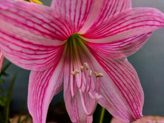 Amaryllis (Hipperastrum johnsonii) flowers are bloonimg in the garden 