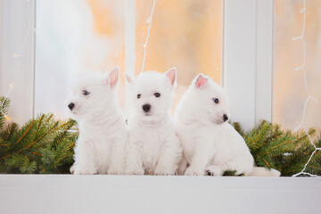 Fototapeta na wymiar West Highland White Terrier puppies at home. Group of dogs. Cute pups. Kennel. Dog litter