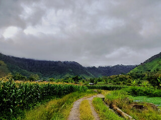 Storm clouds over a sweetcorn maize with field  mountain landscape