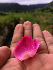 Young man hand holding fresh magenta rose petal flower with background nature