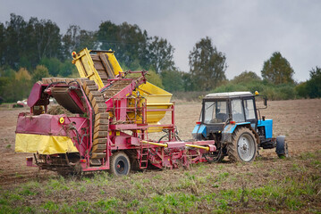 Tractor with semi trailed potato harvester work on farm field. Potato growing and harvesting on field with combine machine. Agricultural potato combine harvester at field. Seasonal potatoes harvesting