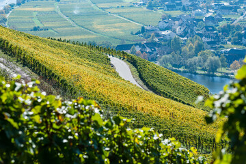 Moselblick auf den Ort Piesport