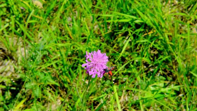 poisonous insect Zygaenidae, black butterflies with red dots sit on clover flower, green grass grows in meadow in summer or spring season, natural background copy space, blurred agricultural landscape