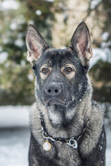 East European Shepherd dog on the walk. Active East European Shepherd dog enjoying outdoor playtime while on a walk, showcasing its playful and energetic personality