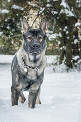 East European Shepherd dog on the walk. Active East European Shepherd dog enjoying outdoor playtime while on a walk, showcasing its playful and energetic personality