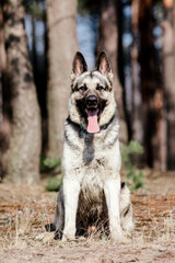 East European Shepherd dog on the walk. Active East European Shepherd dog enjoying outdoor playtime while on a walk, showcasing its playful and energetic personality