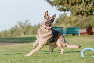 East European Shepherd dog on the walk. Active East European Shepherd dog enjoying outdoor playtime while on a walk, showcasing its playful and energetic personality