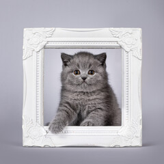 Cute blue British Shorthair cat kitten, sitting in white empty picture frame. Looking towards camera. Isolated on a solid light gray background.
