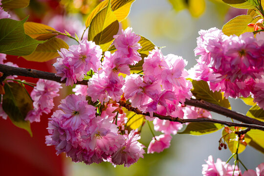 Kirschblüte - Sakura - Detail