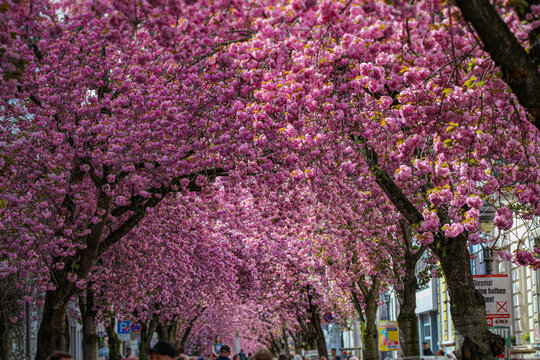 Kirschblüte - Sakura - Blätterdach