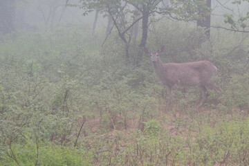 White Tailed Deer in Dense Fog