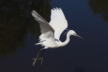 A Little Egret in flight over a lake
