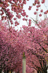 Kirschbl&uuml;te - Sakura