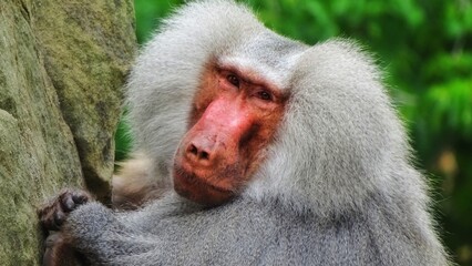 Naklejka premium baboon sitting on the ground