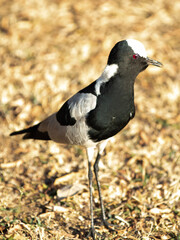Blacksmith lapwing (Bontkiewiet)