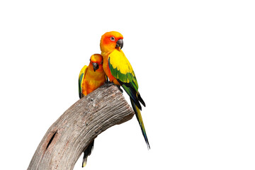 Colorful Sun conure parrots isolated on transparent background png file