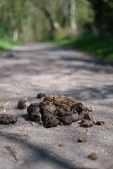 pile of horse manure on a road in a forest park