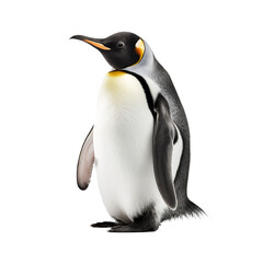 Fototapeta premium penguin snow