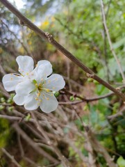 Fleurs blanches