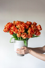 Bouquet of fresh orange tulips in female hands, close-up.