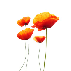 Naklejka premium Red poppies flowers bouquet in PNG isolated on transparent background