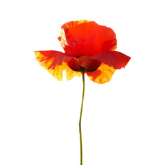 Poppy flower in PNG isolated on transparent background