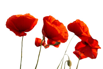 Red poppies flowers bouquet in PNG isolated on transparent background
