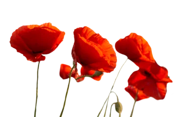 Gordijnen Red poppies flowers bouquet in PNG isolated on transparent background © Pavlo Vakhrushev