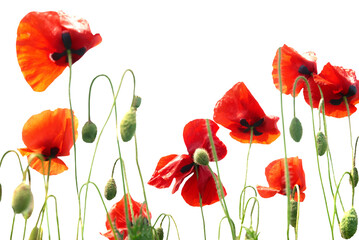 Fototapeta na wymiar Red poppies flowers bouquet in PNG isolated on transparent background