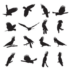 Collection of silhouettes of black palm cockatoo © Ascreator