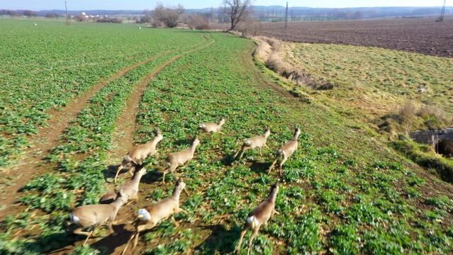 Herd of Roe Deer runing on fields. Deers are dangerous pests for young seedlings. Helicopter flight over wild animals. Wildlife from above. Aerial safari in Central Europe.