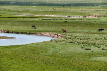 Obraz premium horses and river