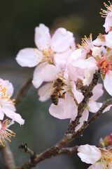 flowers almond almods tee bee steams pollination macro