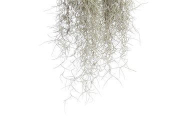 Spanish moss isolate on white background. Clipping path. - 579379944