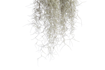 Spanish moss isolate on white background. Clipping path.
