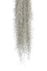 Spanish moss isolate on white background. Clipping path.