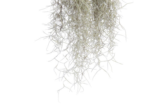 Spanish moss isolate on white background. Clipping path.