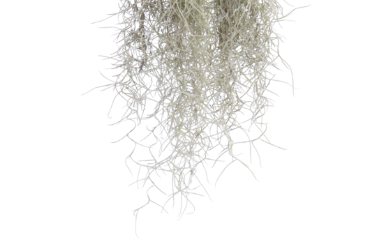 Spanish moss isolate on white background. Clipping path.