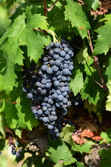 grappe de raisin rouge