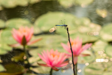 Lotuses and dragonfly, Lotus flower on the water