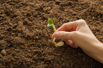 Young adult woman hand holding and showing green pumpkin sprout with seed on fresh dark brown soil....