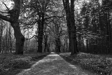 Old trees growing along a country paved road on the island of Usedom